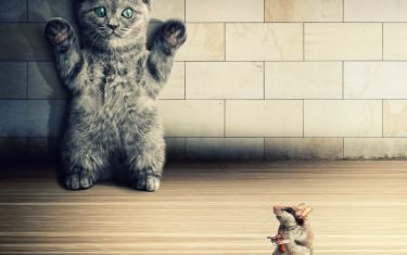 Cats rodents mice kittens humor animals situation funny crime weapon gun pistol