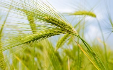 Closeup ear botany nature