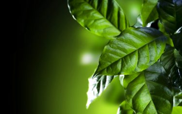 Emons foliage green nature