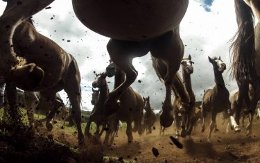 National Geographics Speed Running Horse