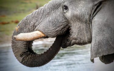 Smart and funny animals